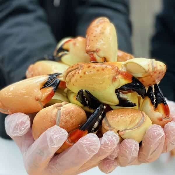 Product - Seafood - Stone crab