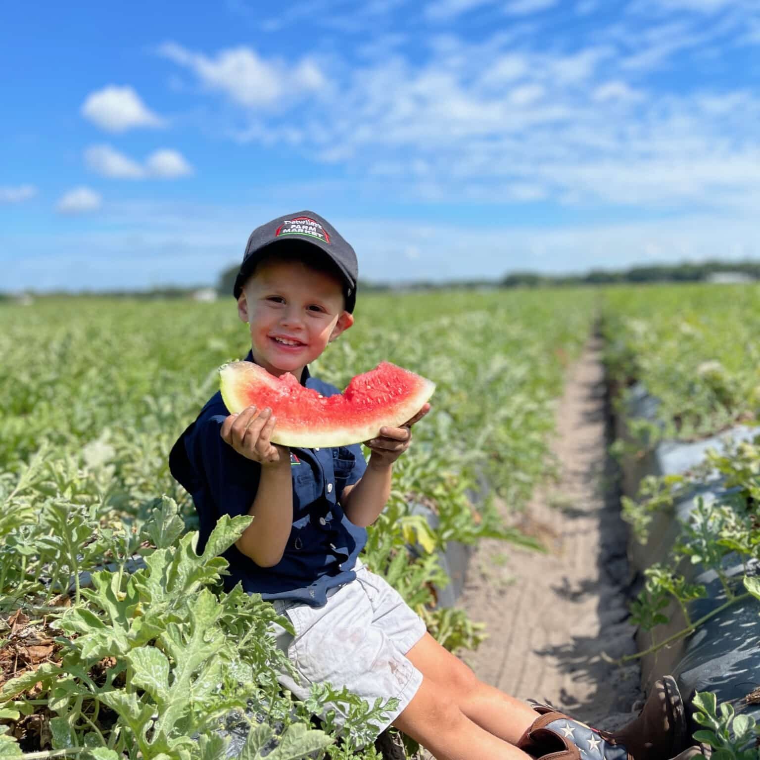 Farm Facts: Peaches - Florida Farm & Family